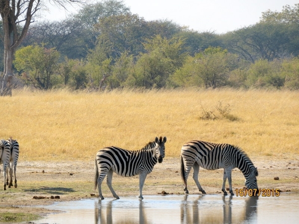 09 Hwange national park (69)