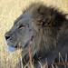 09 Hwange national park (75)