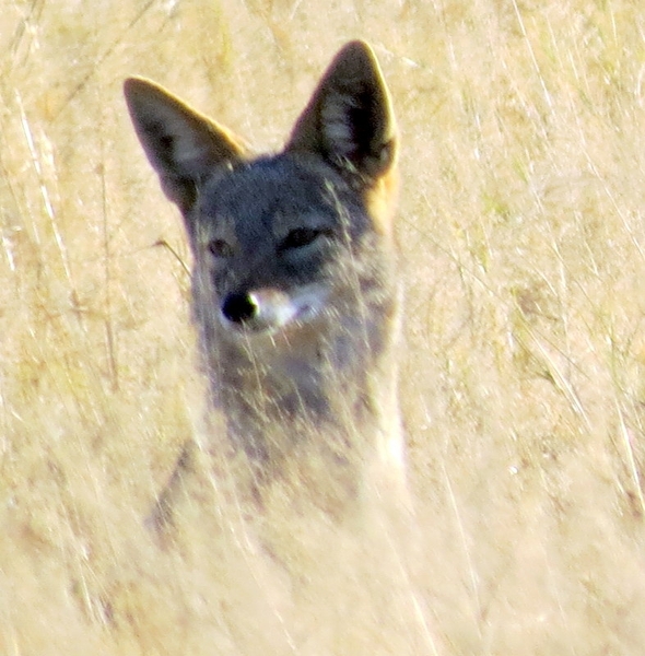 09 Hwange national park (80)