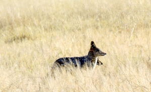 09 Hwange national park (81)