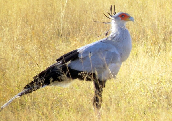 09 Hwange national park (83)