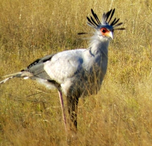 09 Hwange national park (84)