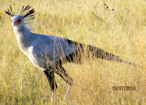 09 Hwange national park (85)