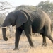 09 Hwange national park (88)