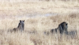 09 Hwange national park (92)