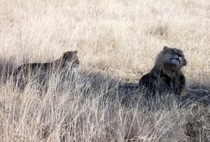 09 Hwange national park (93)