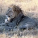 09 Hwange national park (95)