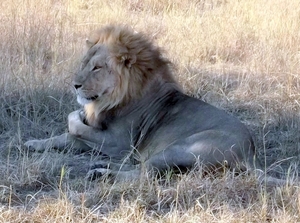 09 Hwange national park (95)