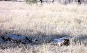 09 Hwange national park (96)