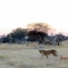 09 Hwange national park (117)