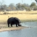 09 Hwange national park (179)