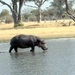 09 Hwange national park (180)