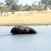 09 Hwange national park (181)