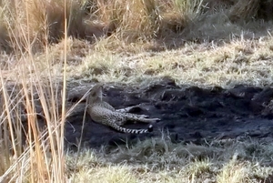 09 Hwange national park (182)