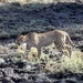 09 Hwange national park (184)