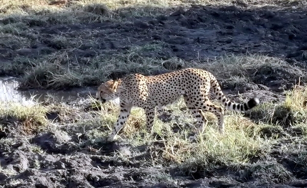 09 Hwange national park (184)