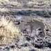 09 Hwange national park (185)