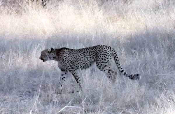 09 Hwange national park (186)