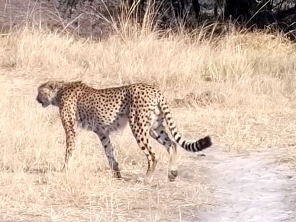 09 Hwange national park (187)