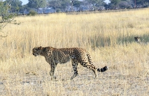 09 Hwange national park (191)