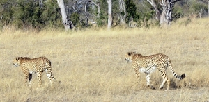 09 Hwange national park (193)