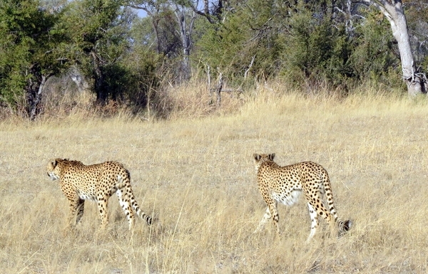 09 Hwange national park (194)