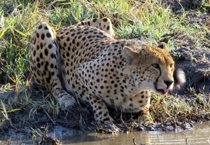 09 Hwange national park (196)