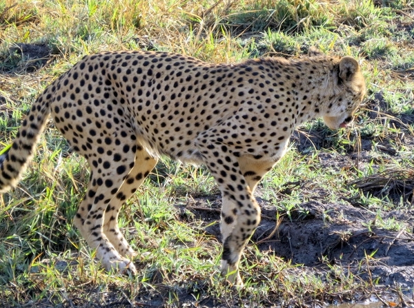 09 Hwange national park (197)