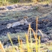 09 Hwange national park (201)