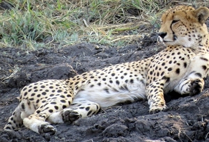 09 Hwange national park (203)