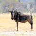 09 Hwange national park (206)