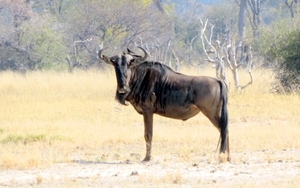 09 Hwange national park (206)