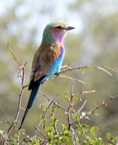 09 Hwange national park (207)