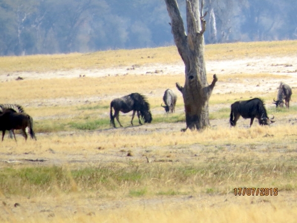 09 Hwange national park (208)