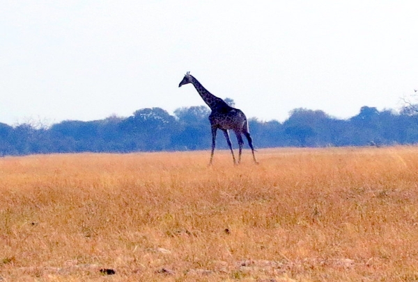 09 Hwange national park (210)