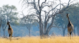 09 Hwange national park (211)