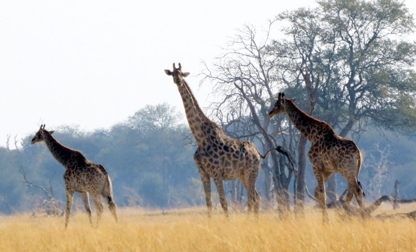 09 Hwange national park (213)