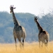 09 Hwange national park (214)