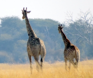 09 Hwange national park (214)