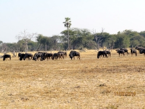 09 Hwange national park (215)