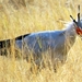 09 Hwange national park (216)