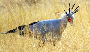 09 Hwange national park (216)