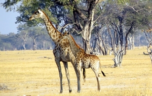 09 Hwange national park (217)