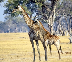 09 Hwange national park (218)