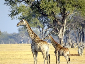 09 Hwange national park (219)