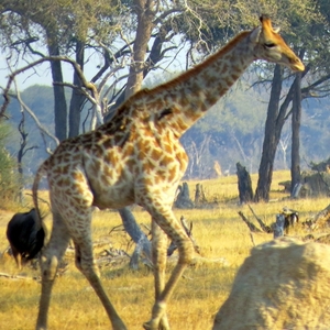 09 Hwange national park (221)