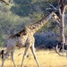 09 Hwange national park (222)