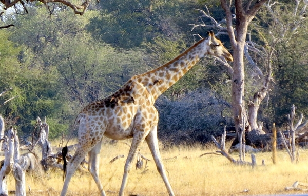 09 Hwange national park (222)