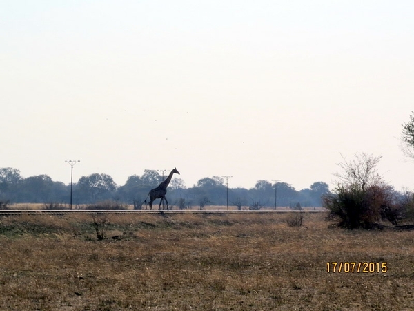 09 Hwange national park (223)