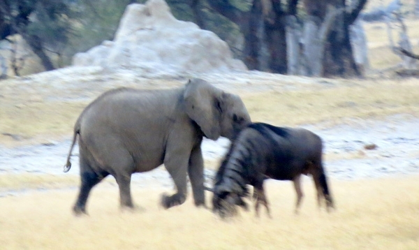 09 Hwange national park (231)